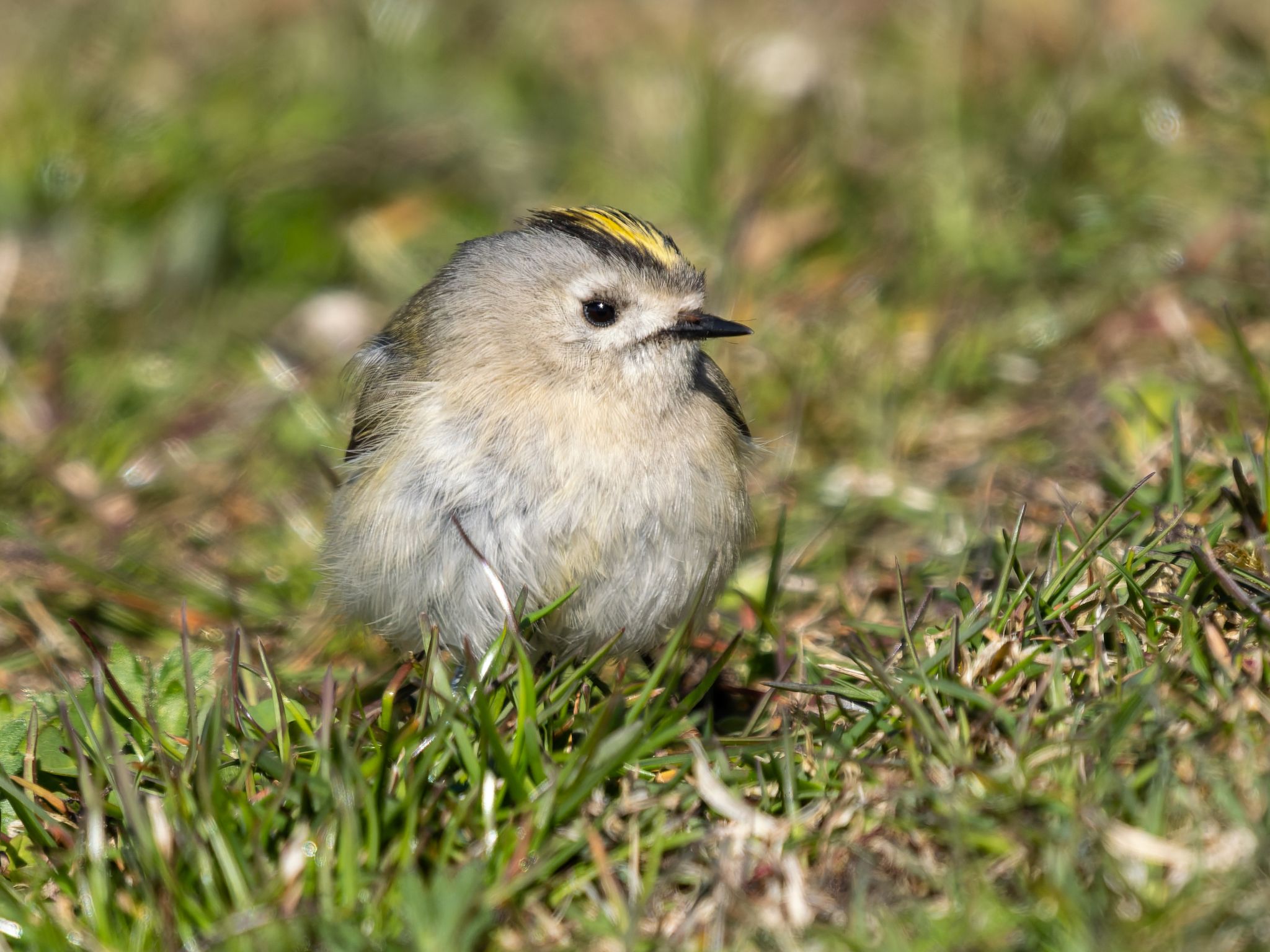 350 260424 1530 H  1HR5422 DxO DeepPRIME 3